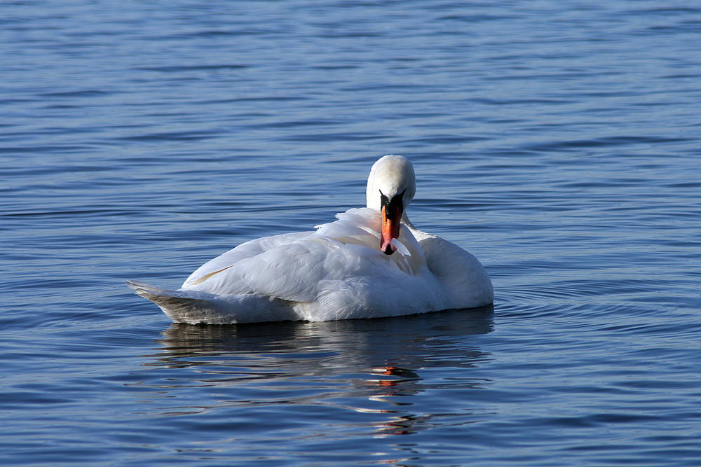 Schwan im Steinhuder Meer