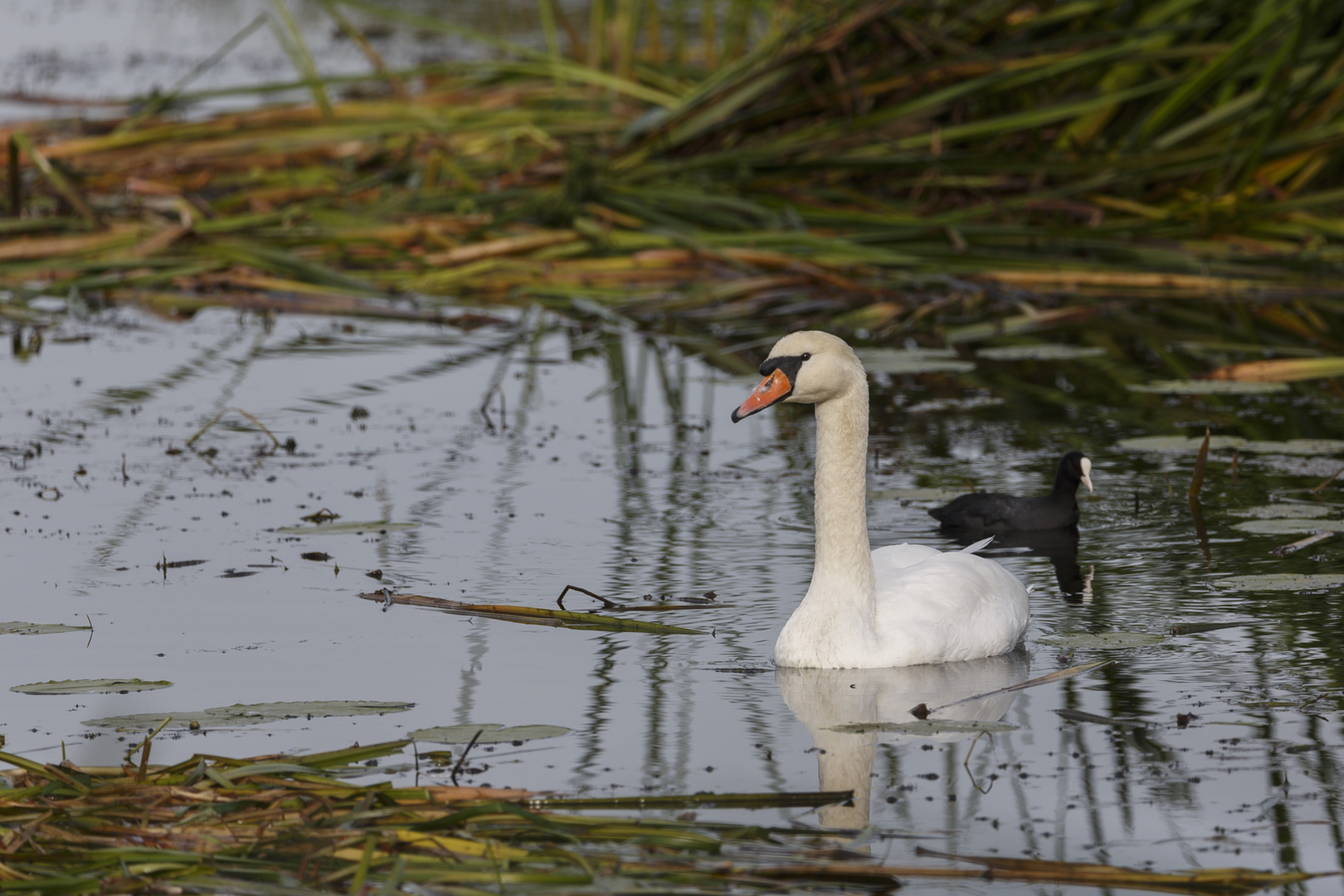 Schwan im Stockweiher