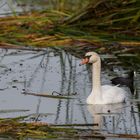 Schwan im Stockweiher