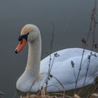 Schwan im Stockweiher