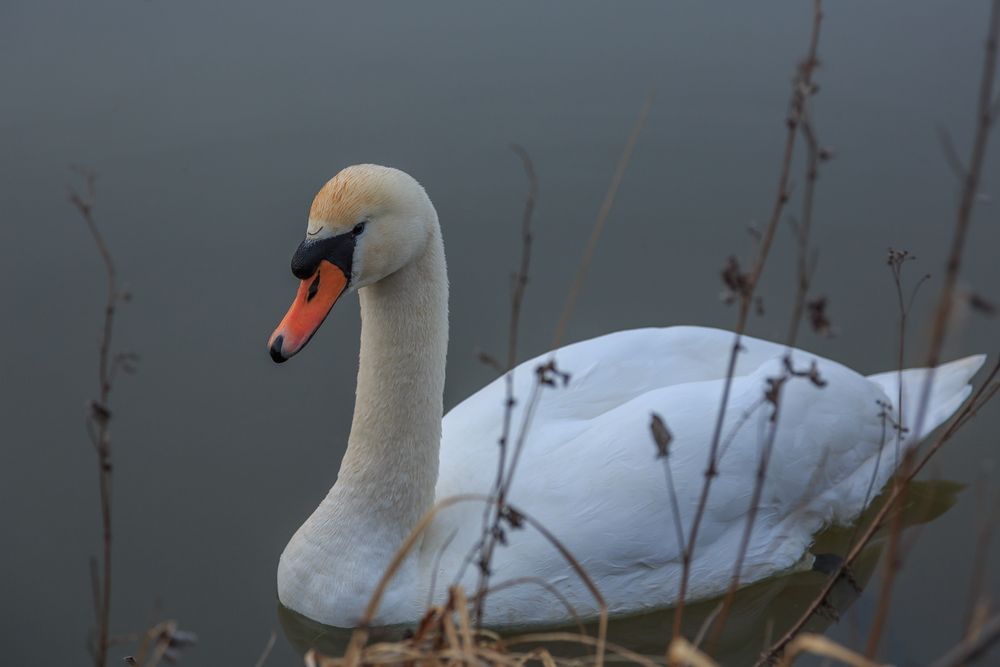 Schwan im Stockweiher