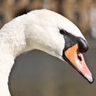 Schwan im Stuttgarter Schlosspark