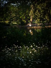 Schwan im Südpark