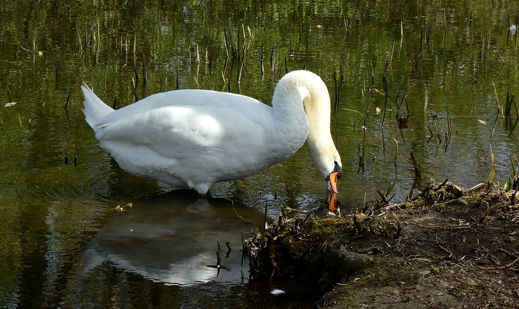 Schwan im Südpark