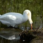 Schwan im Südpark