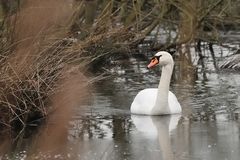 Schwan im Sumpfgebiet (NSG Tibaum)