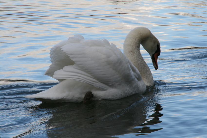 Schwan im Taubergiesen Kappel