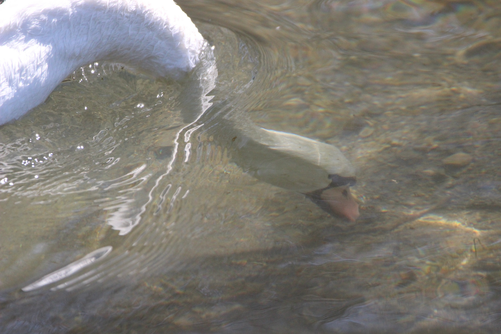 Schwan im Tauchgang