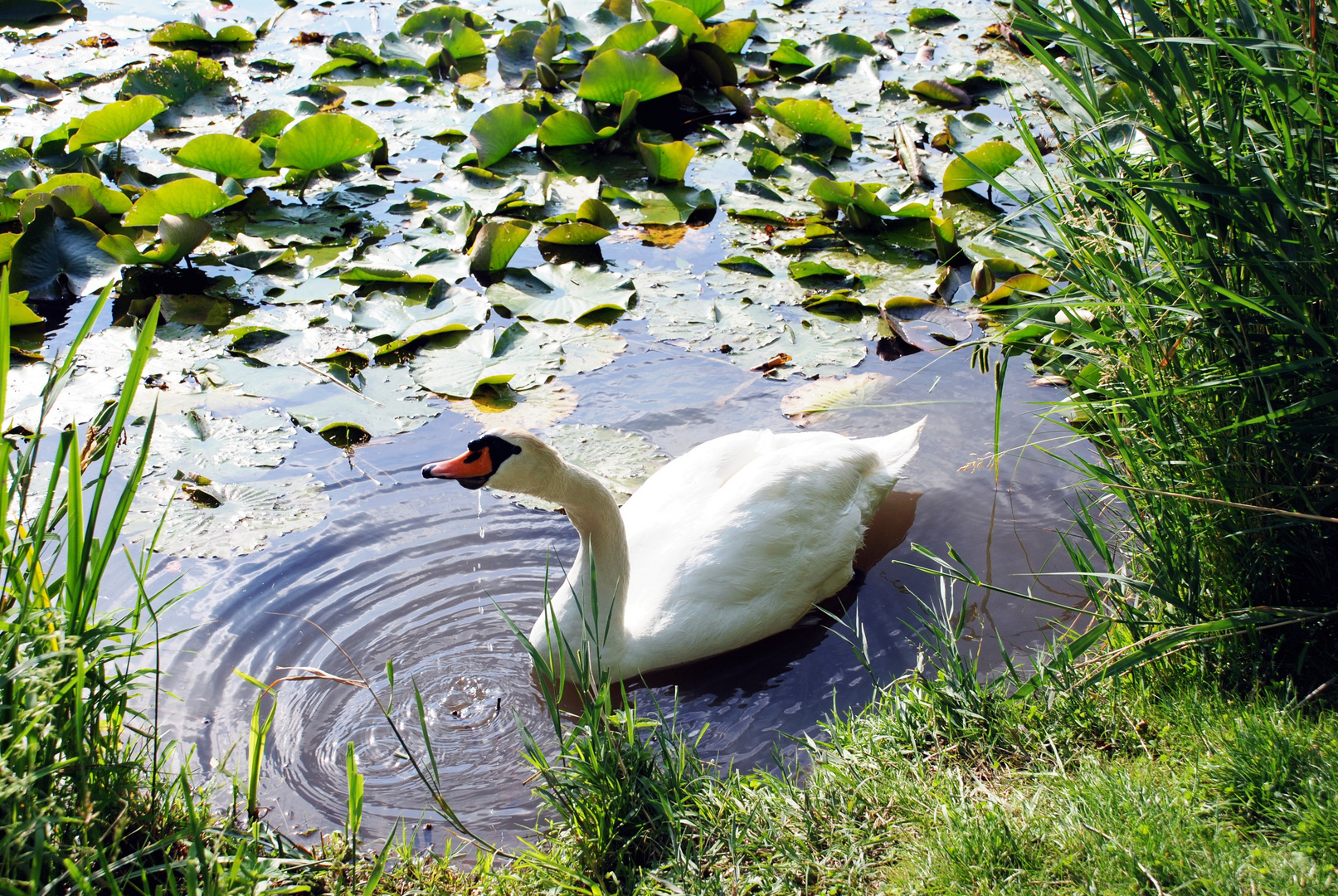 Schwan im Teich