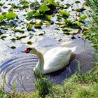 Schwan im Teich