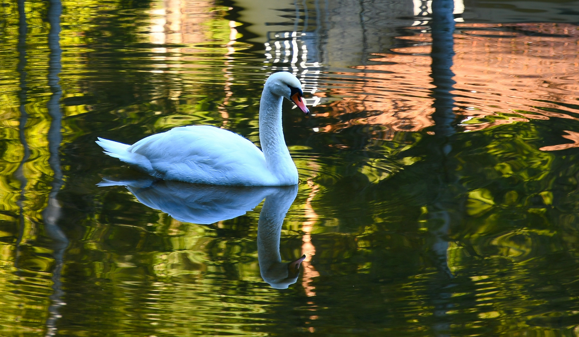 Schwan im Teich 