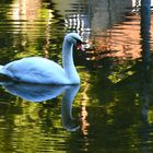 Schwan im Teich 