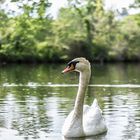 Schwan im Thyssen Park