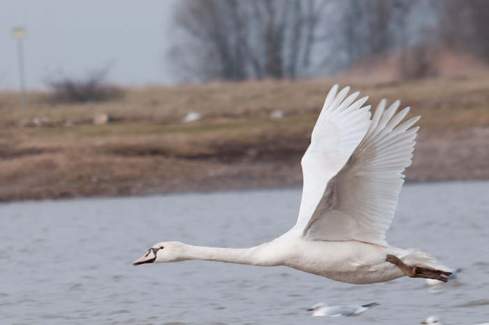 Schwan im Tiefflug