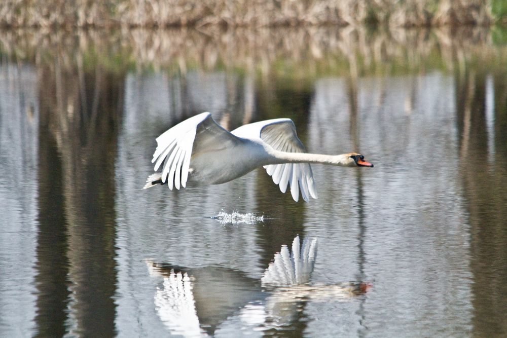 Schwan im Tiefflug