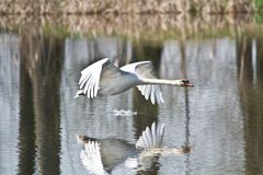 Schwan im Tiefflug