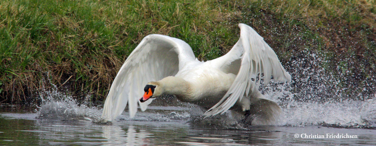 Schwan im Tiefflug