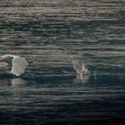 Schwan im Tiefflug an der Elbe