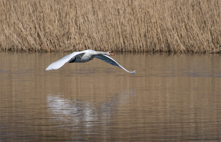 Schwan im Tiefflug