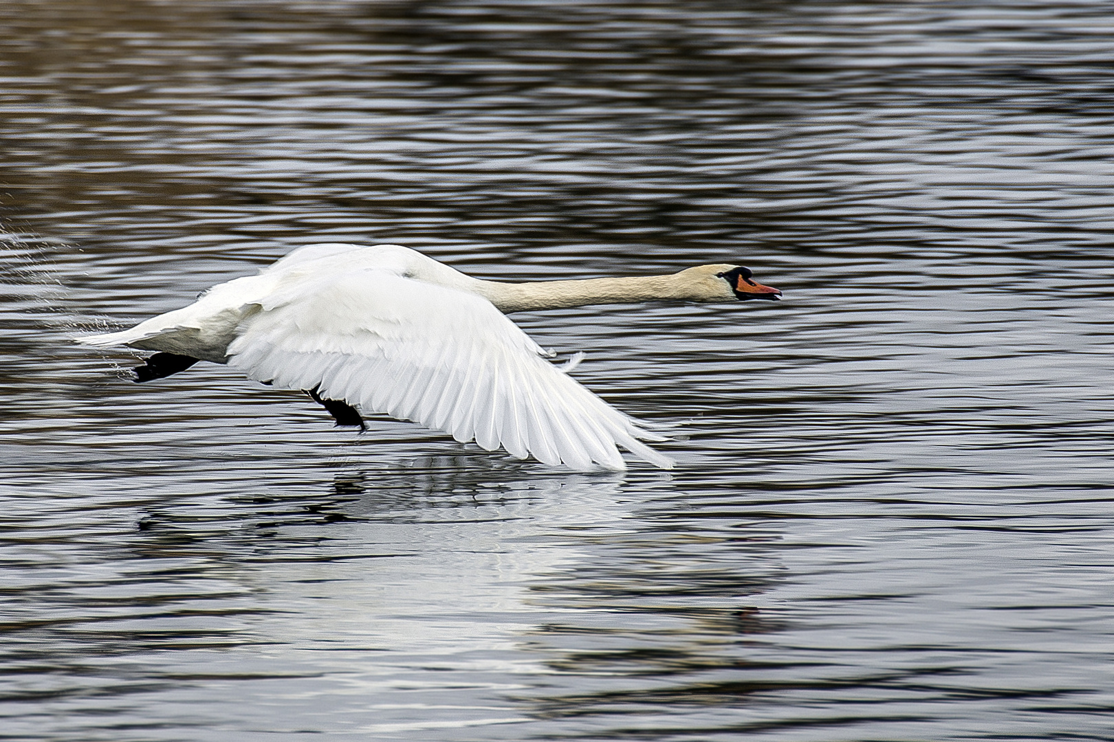 Schwan im Tiefflug