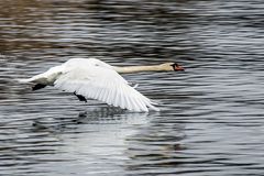 Schwan im Tiefflug