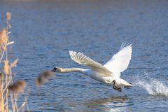 Schwan im Tiefflug