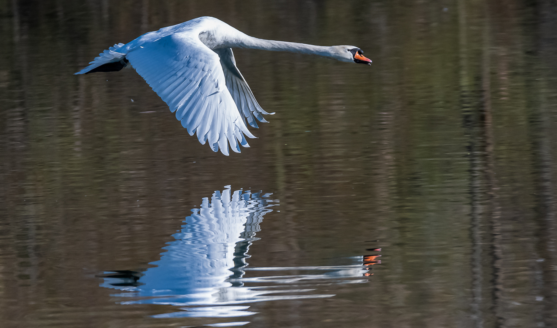 Schwan im Tiefflug ...