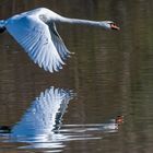 Schwan im Tiefflug ...