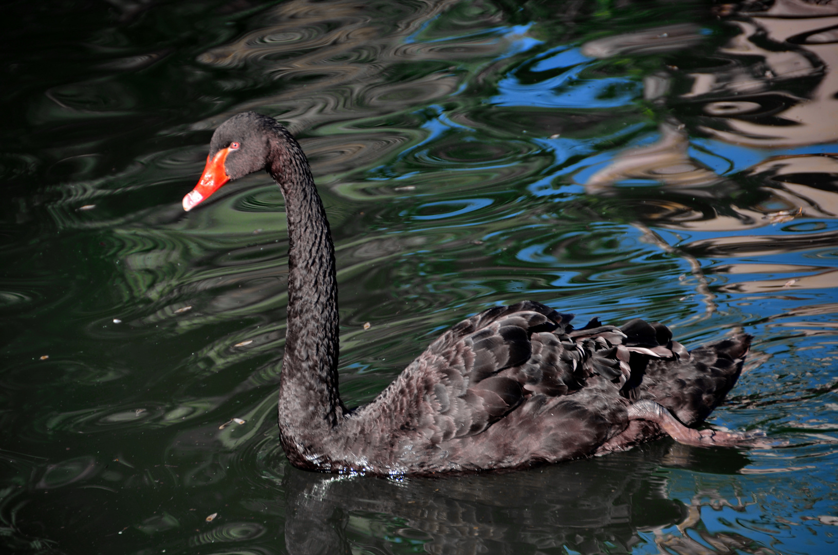 Schwan im Trauerkleid