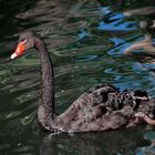 Schwan im Trauerkleid