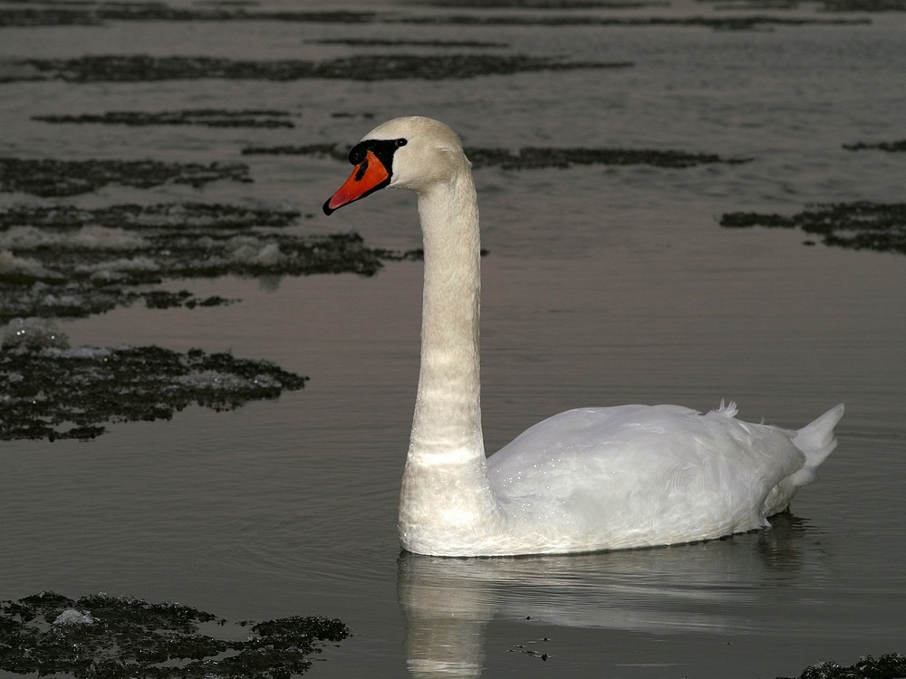 Schwan im Treibeis