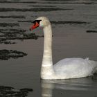 Schwan im Treibeis