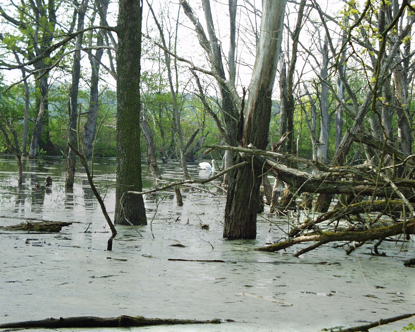 Schwan im Tümpel