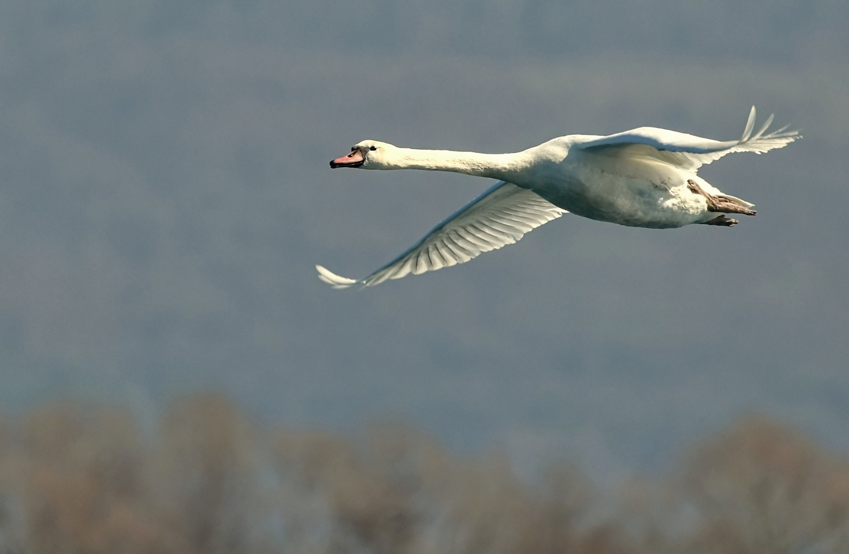 Schwan im Überflug