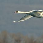 Schwan im Überflug