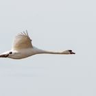 Schwan im Überflug