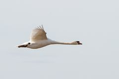 Schwan im Überflug