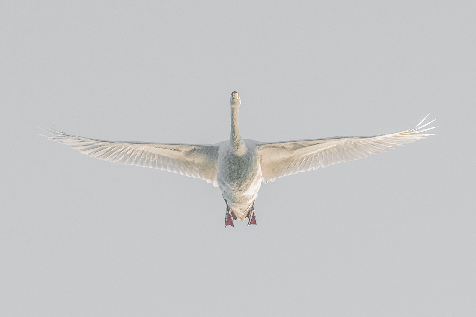 Schwan im Überflug