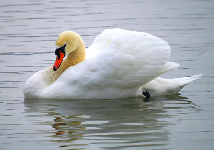 Schwan im Untersee(Stein am Rhein) CH