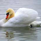 Schwan im Untersee(Stein am Rhein) CH