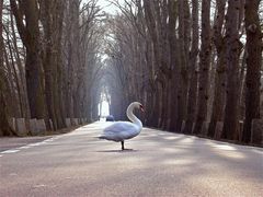 Schwan im Verkehr