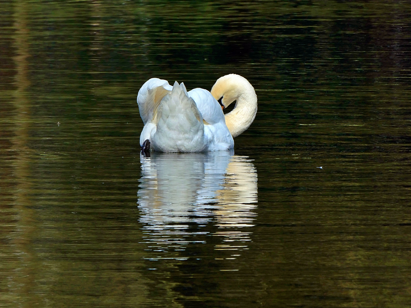 Schwan im Volksgarten Düsseldorf