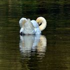 Schwan im Volksgarten Düsseldorf