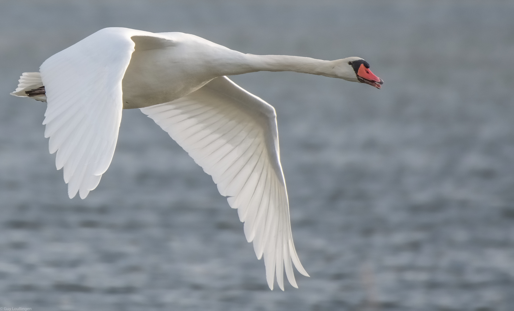 Schwan im Vorbeiflug _ 2