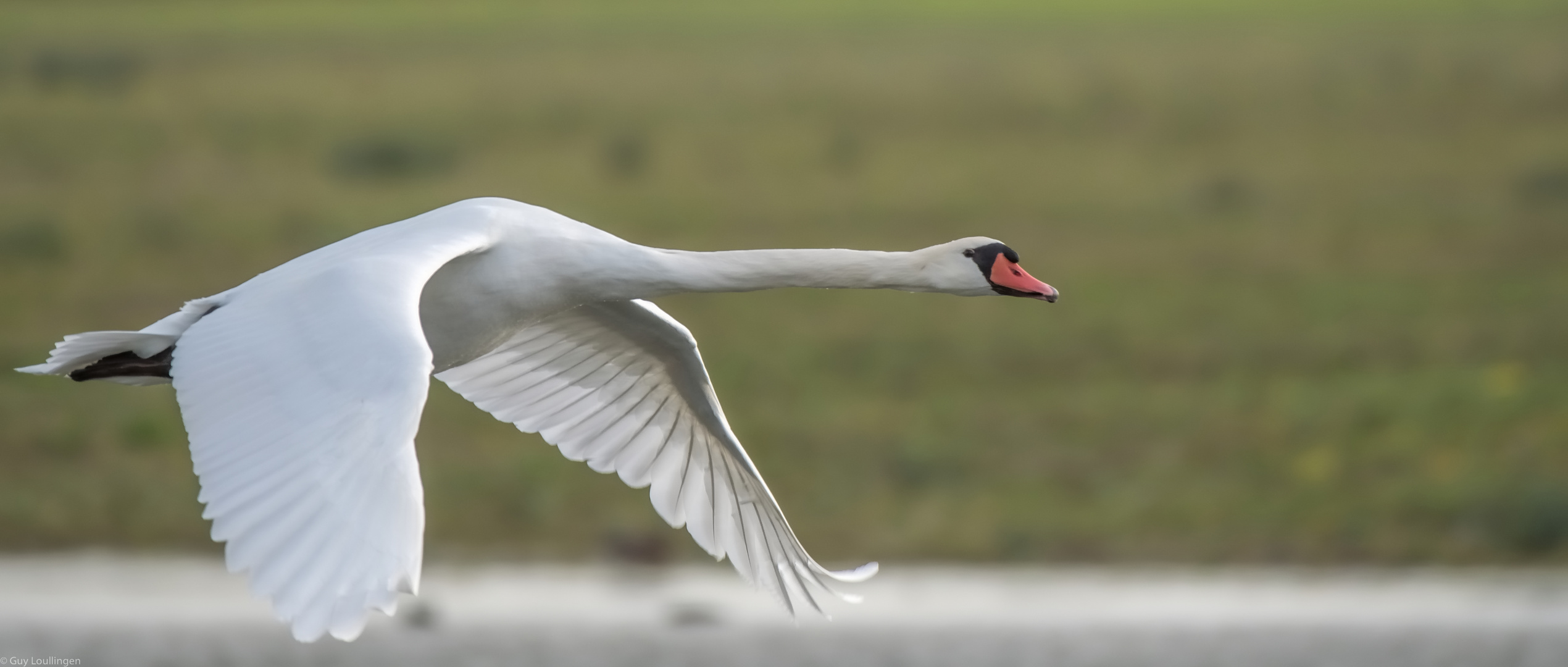 Schwan im Vorbeiflug _ 3