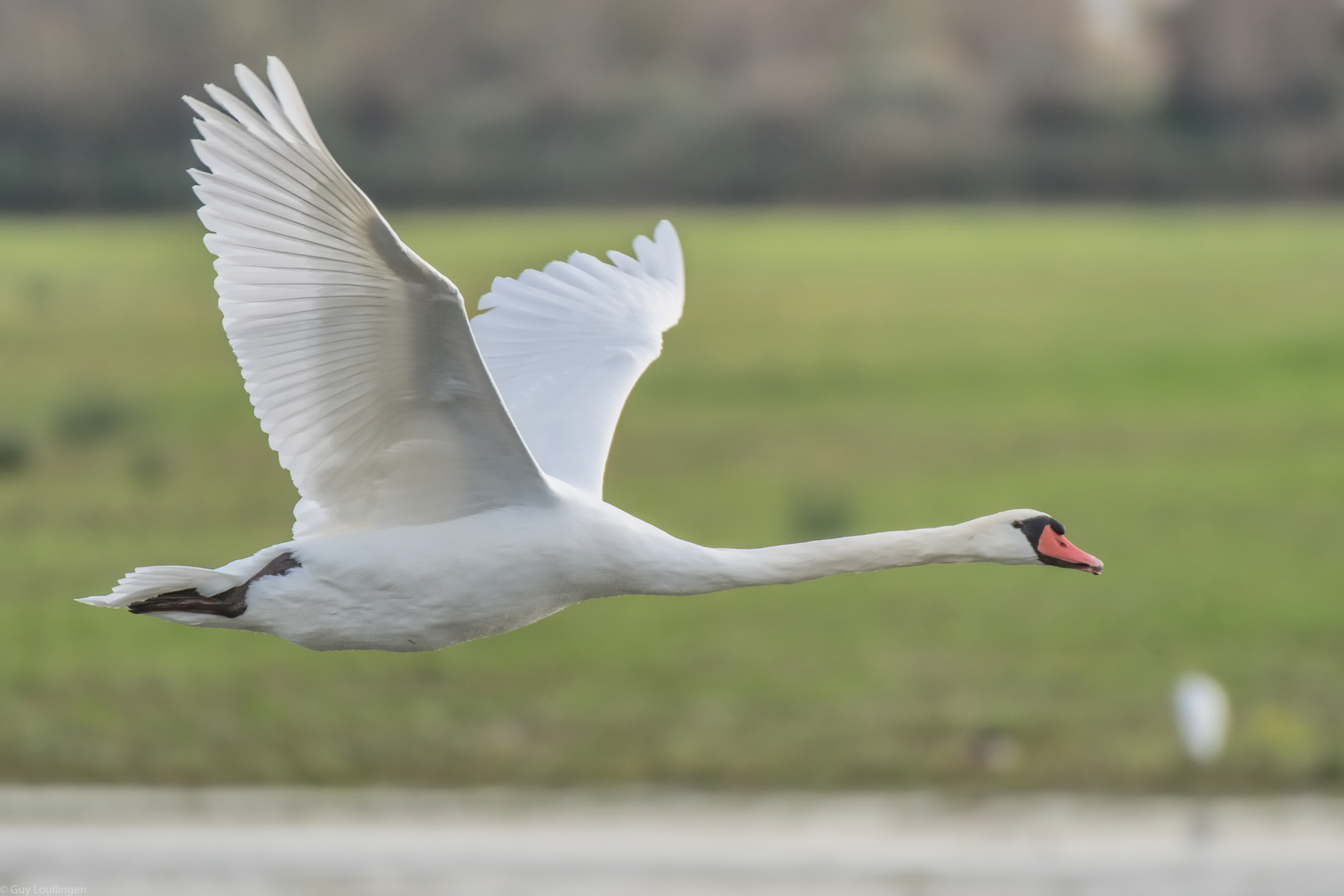 Schwan im Vorbeiflug _ 4