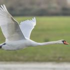 Schwan im Vorbeiflug _ 4