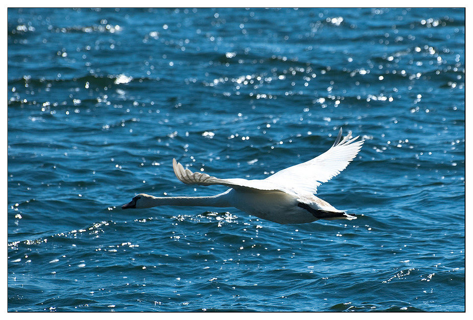 Schwan im Vorbeiflug