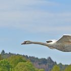 Schwan im Vorbeiflug