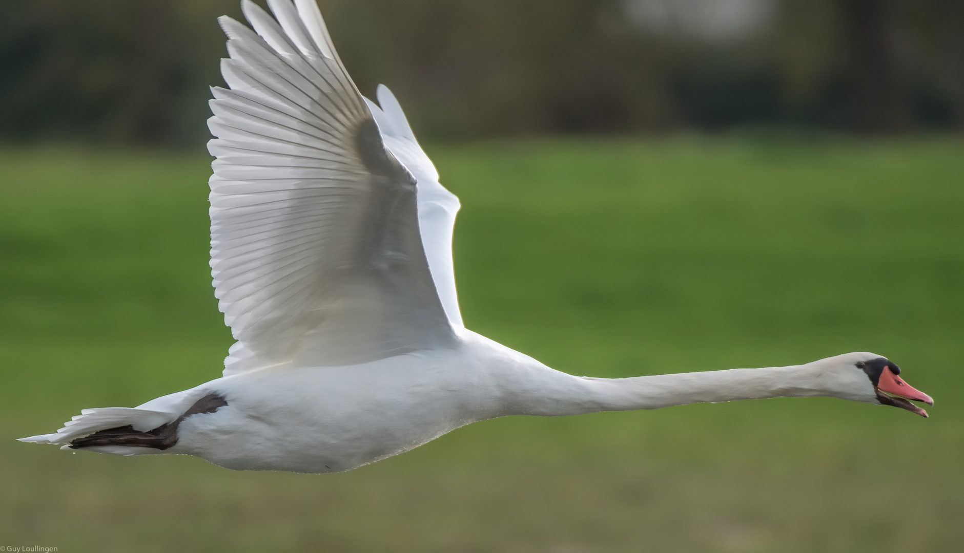 Schwan im Vorbeiflug